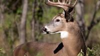 State Democrats introduce “Wholesome Herd, Wholesome Hunt” invoice bundle