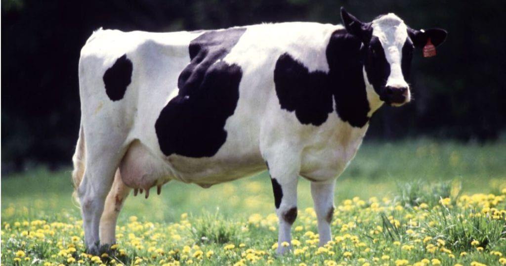 First case of Bird Flu in a Wisconsin dairy herd; confirmed by DATCP