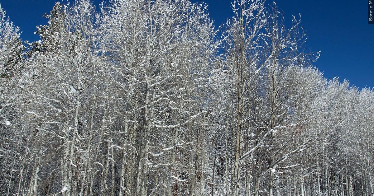 Exploding Tree Syndrome Exploding tree videos go viral, but UW experts debunk AI-generated ...