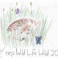 Wisconsin DNR announces 2024 Keep Wildlife Wild poster content winners