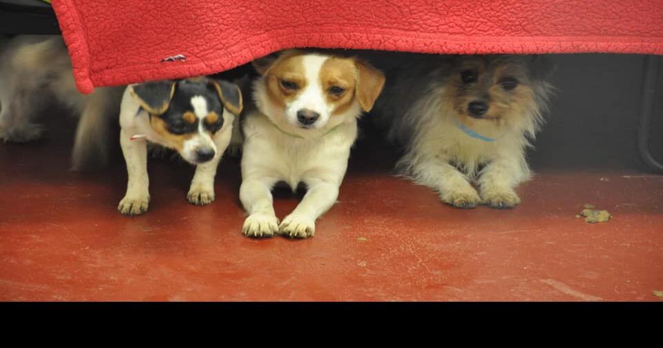 Dodge County Humane Society rescues 22 dogs Archive