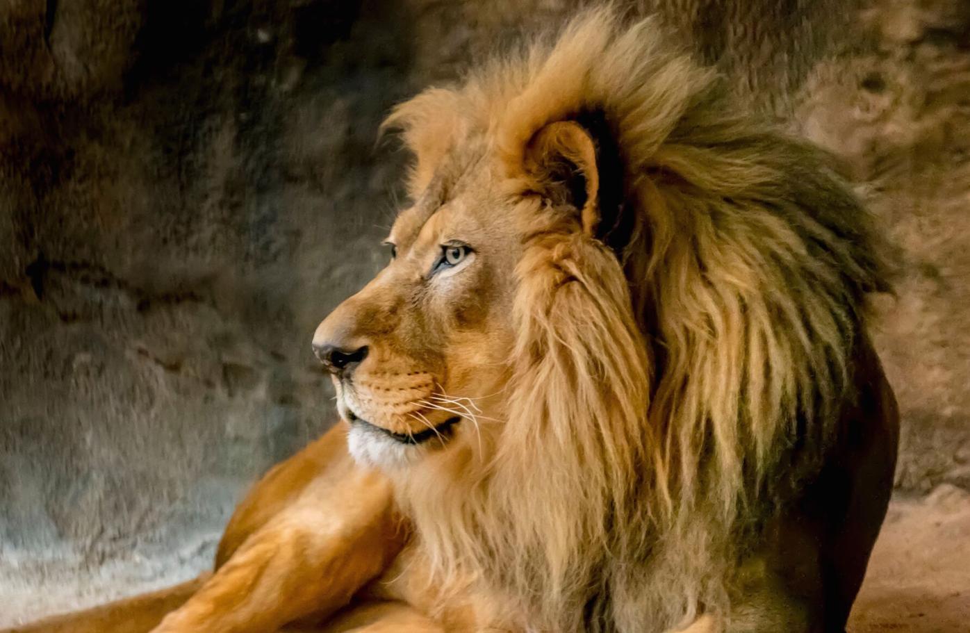 Lion dies at Milwaukee County Zoo | Wake Up Wisconsin 