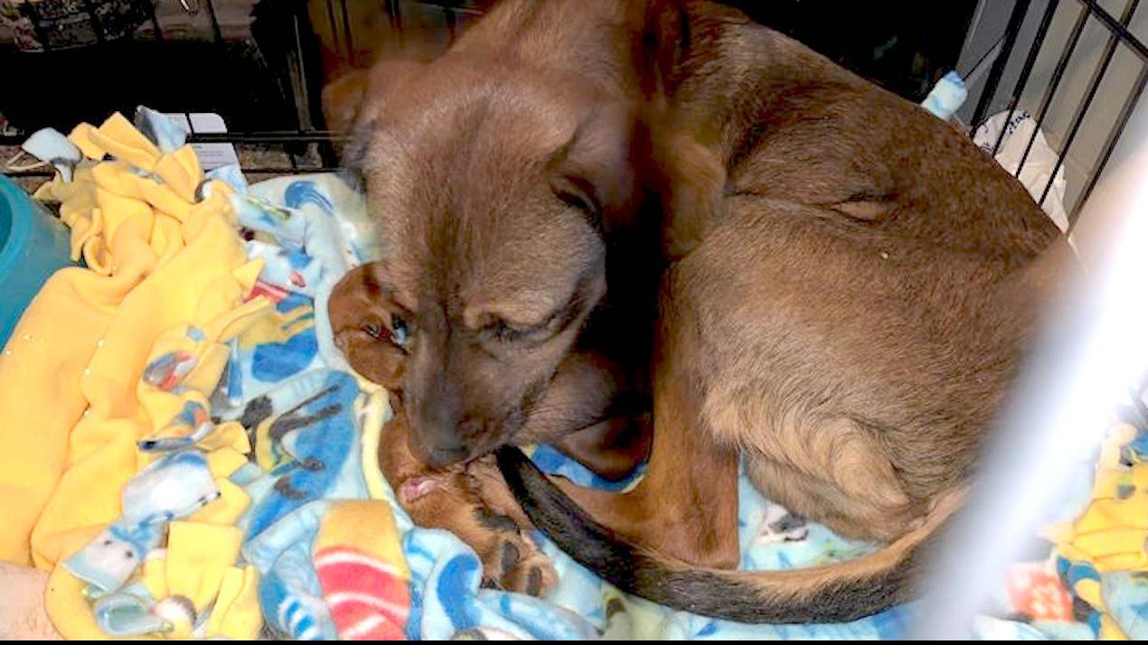 Sheriff Dog Found With Legs Zip Tied By Bridge Near Eau Claire Archive Wkow Com