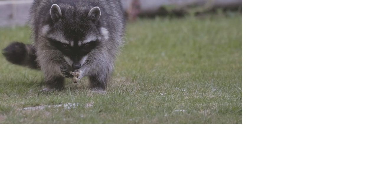 Nearly a dozen raccoons killed by distemper in Columbia Co ...
