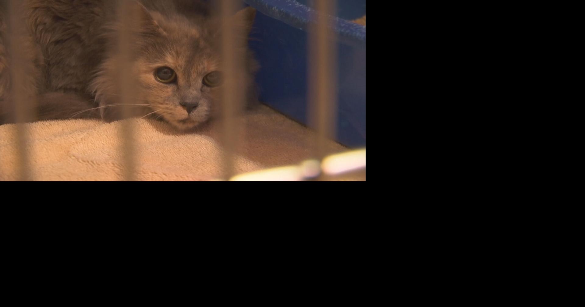 Owner surrenders 12 dogs, 9 cats to Wisconsin Humane Society in Green ...