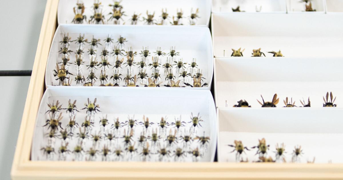 Student discovers bees new to Iowa