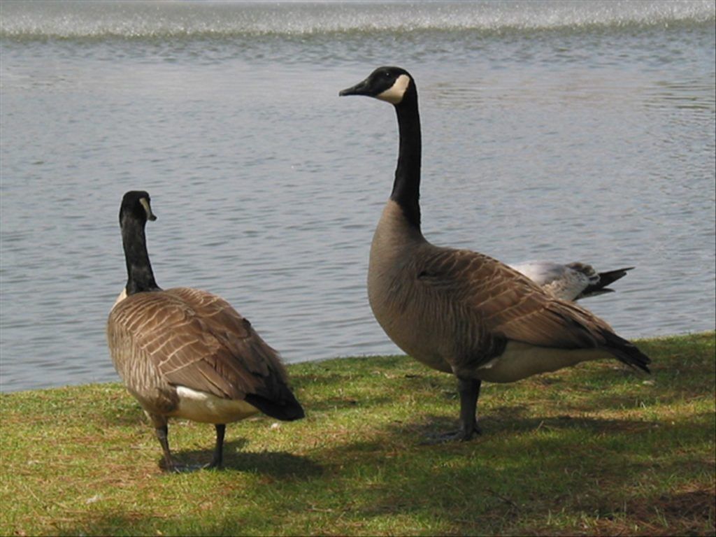 Canada goose clearance limit new york