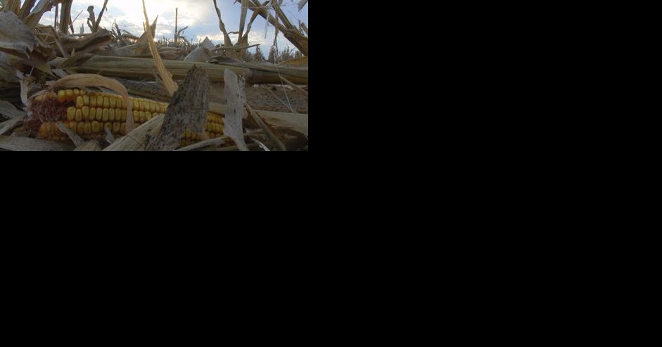 'It just killed it — dead': Invasive species called 'tar spot' devastating Wisconsin corn crops - Vimarsana News
