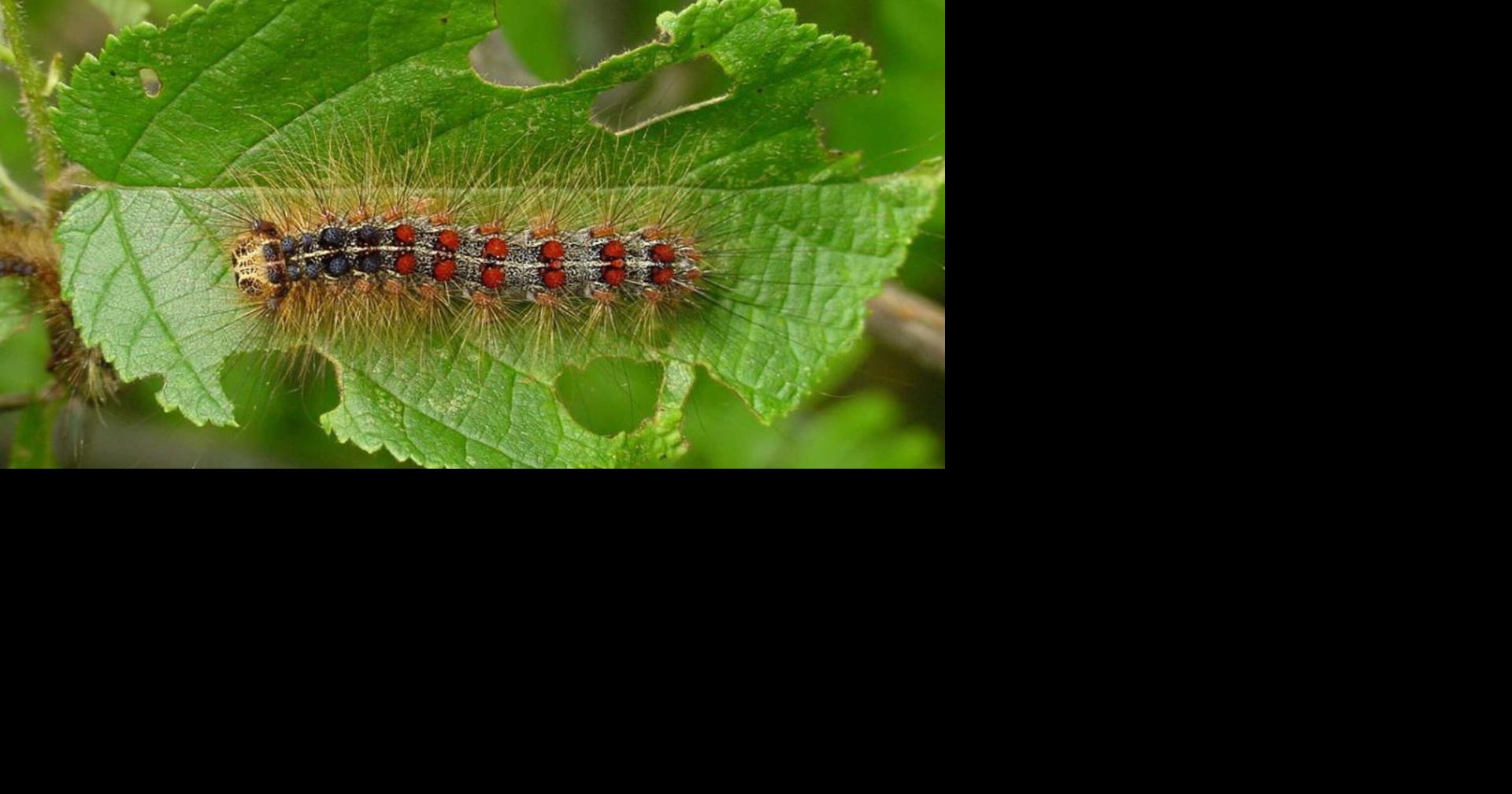 Wisconsin DNR urges property owners to monitor for spongy moths