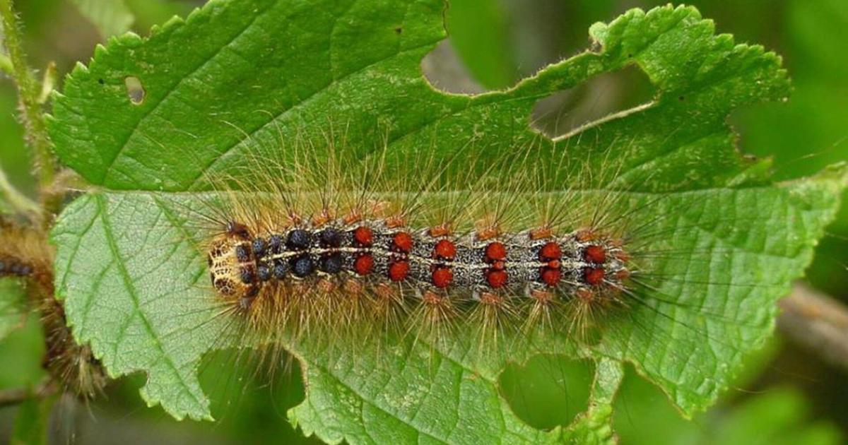 Wisconsin DNR urges property owners to monitor for spongy moths