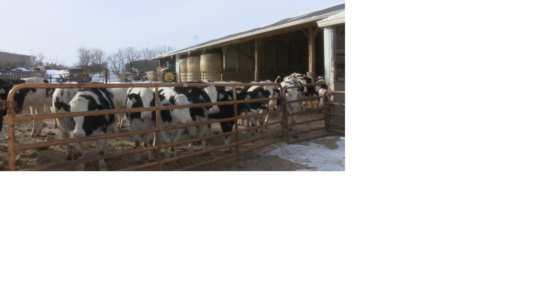 Farmers taking extra precautions to protect cows in cold front