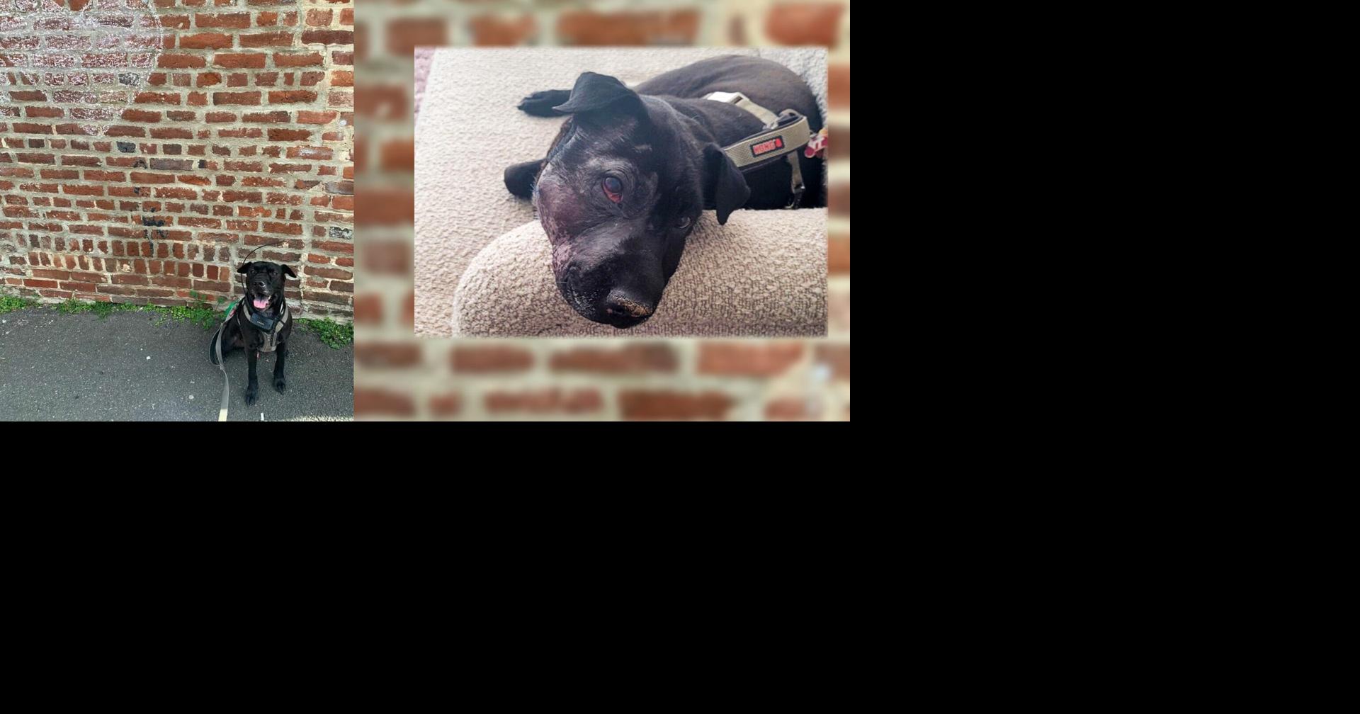 'He’s been strong': Shar Pei mix's cancer treatment at UW Veterinary ...