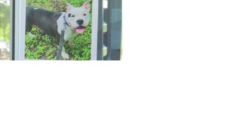 Humane Society of Southern Wisconsin helping animals find their new, forever home - Vimarsana News