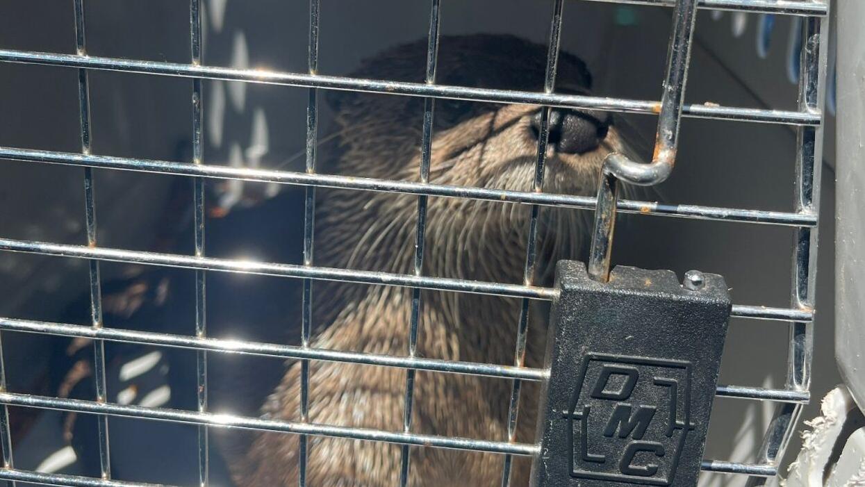 UPDATE: Oschner Park Zoo otters found, owls still missing | News UPDATE: Oschner Park Zoo otters found, owls still missing | News