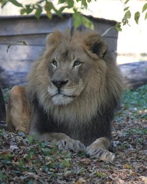 Beloved Lion Pelo Dies at Henry Vilas Zoo