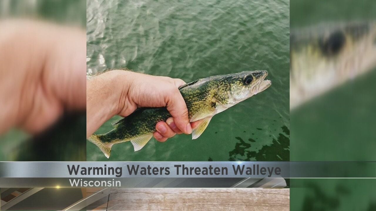 Wisconsin walleye threatened by warming waters, News
