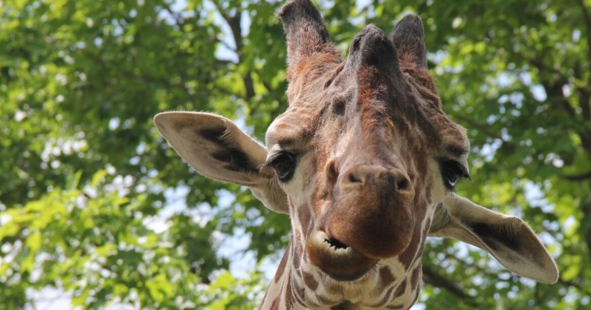 Henry Vilas Zoo says goodbye to Eddie the giraffe | News | wkow.com