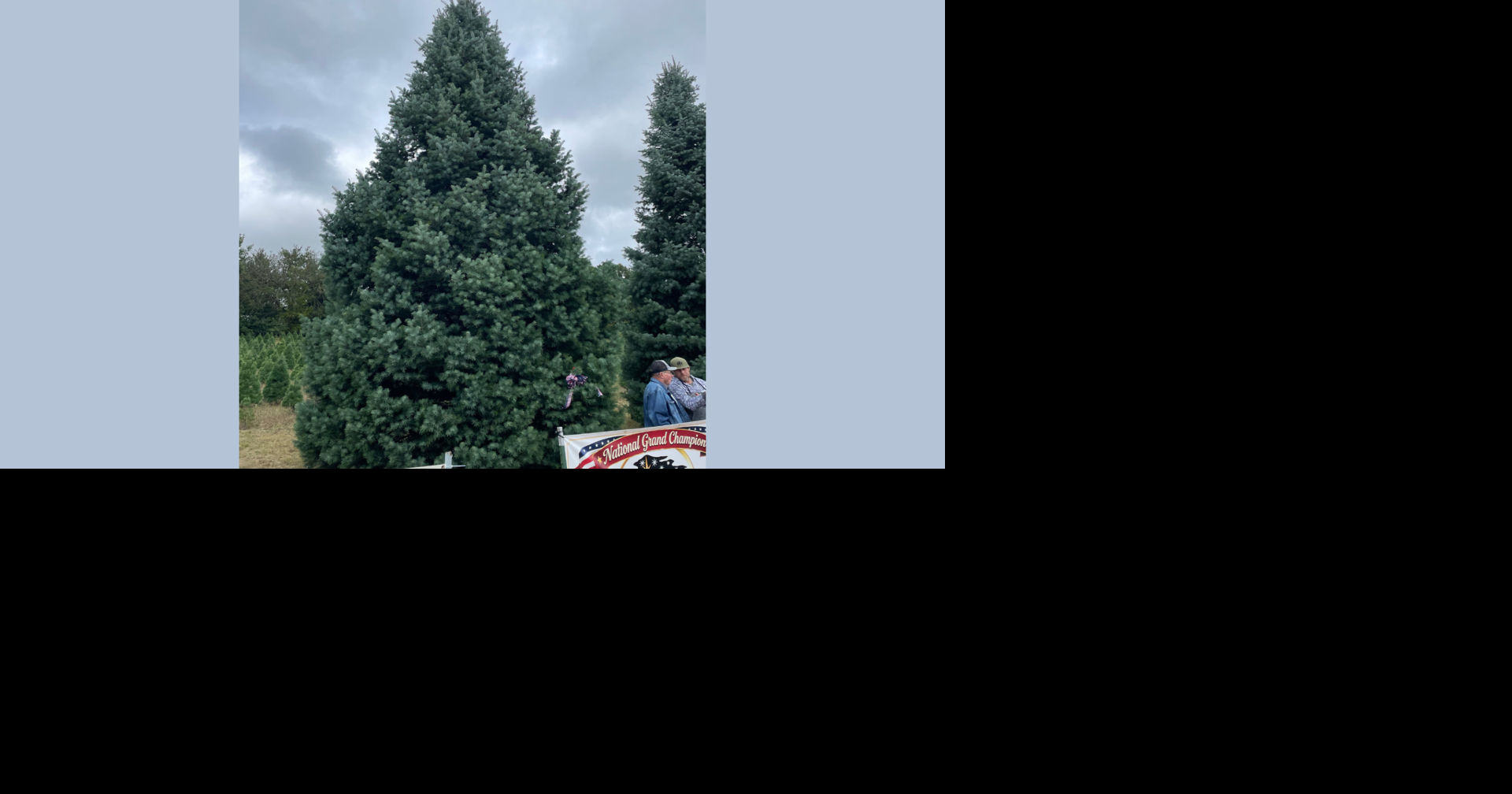 Tree from Endeavor, Wisconsin farm selected as 2026 Official White ...