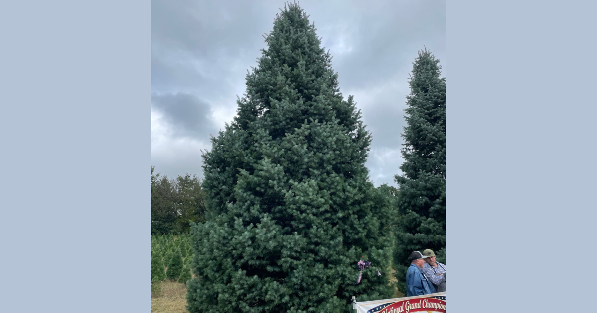 Tree from Endeavor, Wisconsin farm selected as 2026 Official White ...