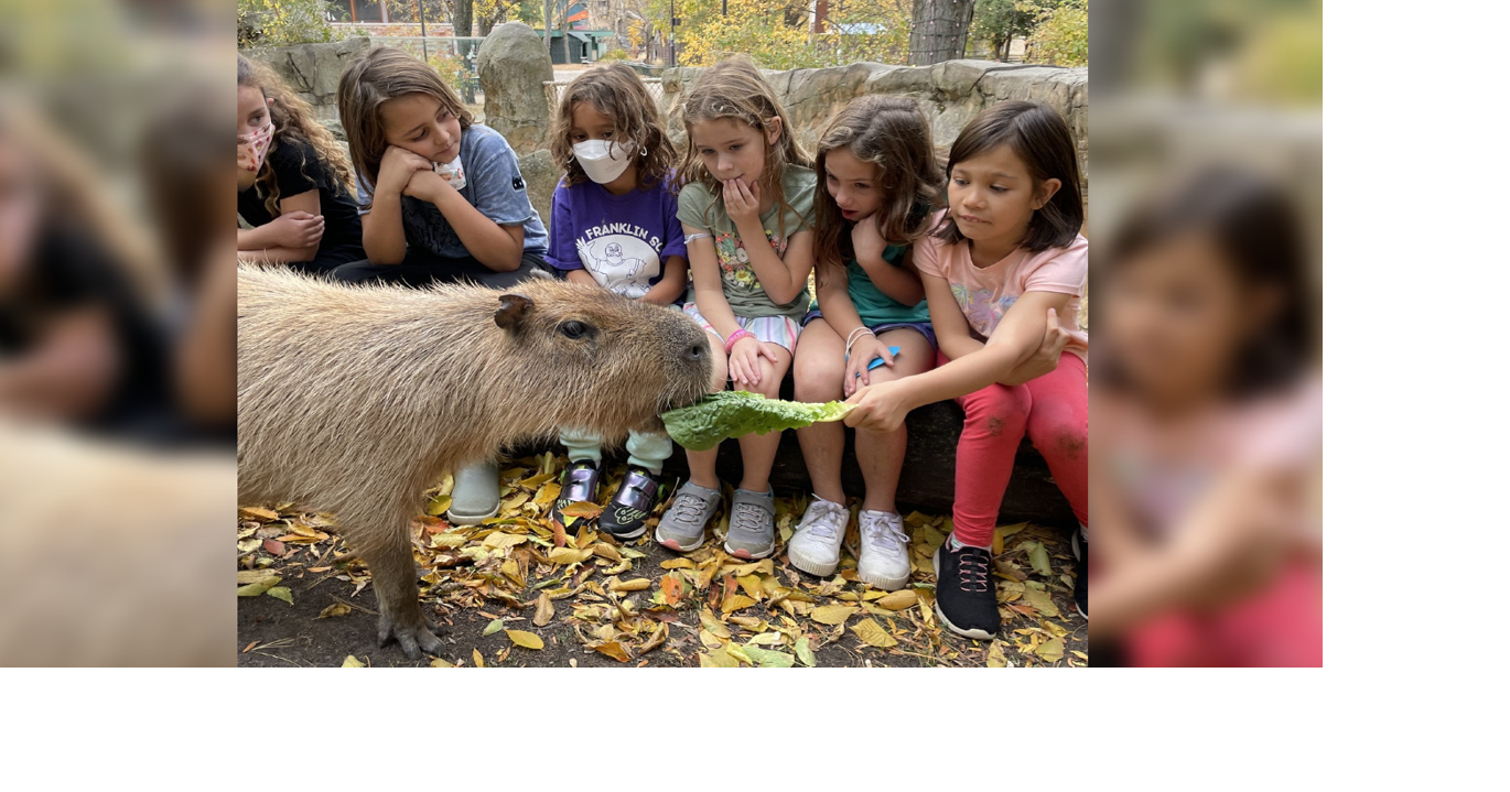 Henry Vilas Zoo capybara passes away | News | wkow.com