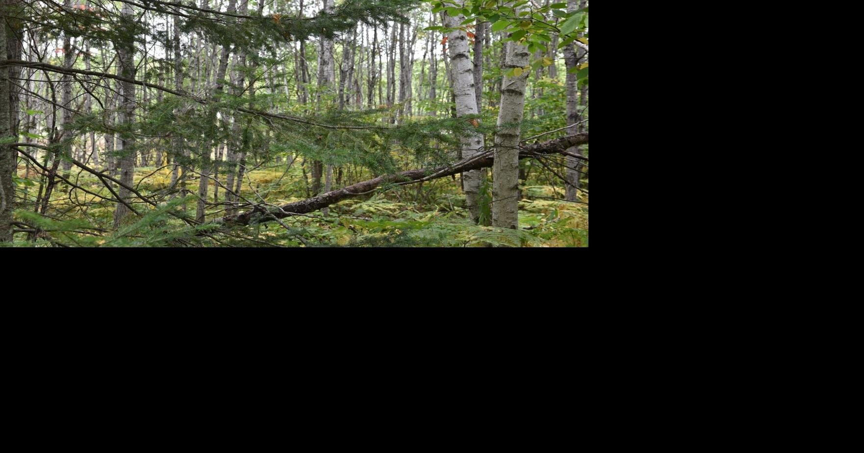 Federal Roadless Rule rescission could threaten 70,000 acres of Wisconsin's public land