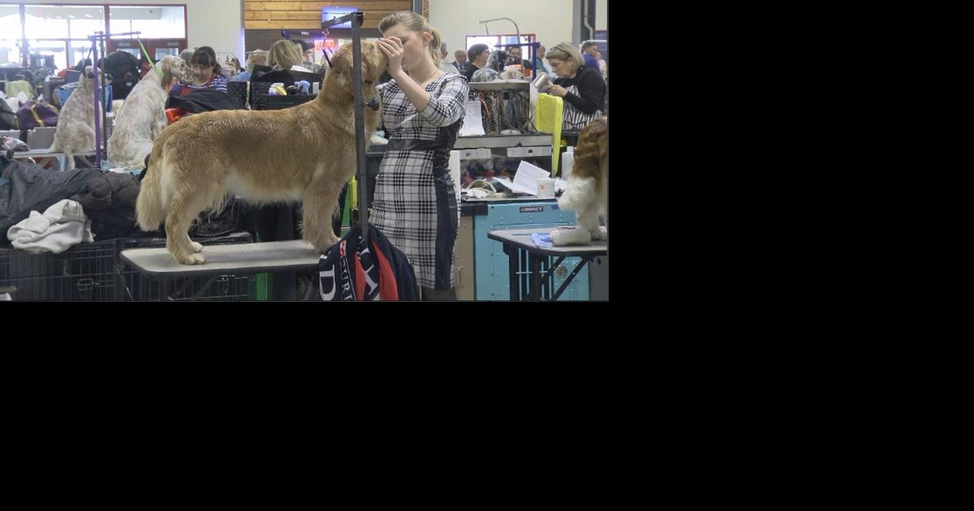 Wisconsin and Dubuque Kennel Club dog show returns to Madison News