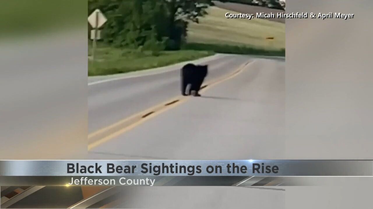 Learning To Live With The Bears; Black Bears Seen Roaming Yards In ...