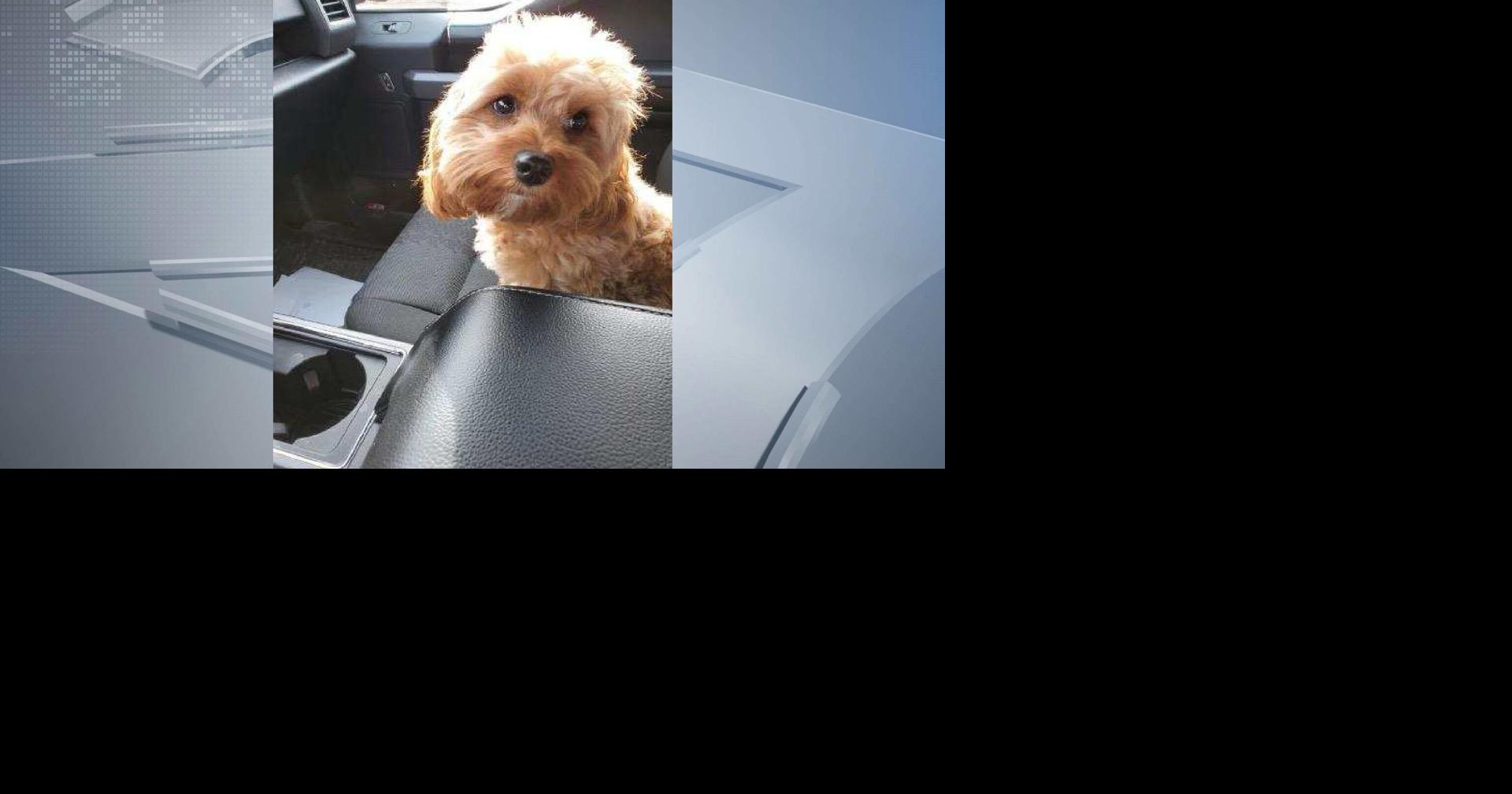 Lake Delton investigating armed robberies of vehicles, dog missing