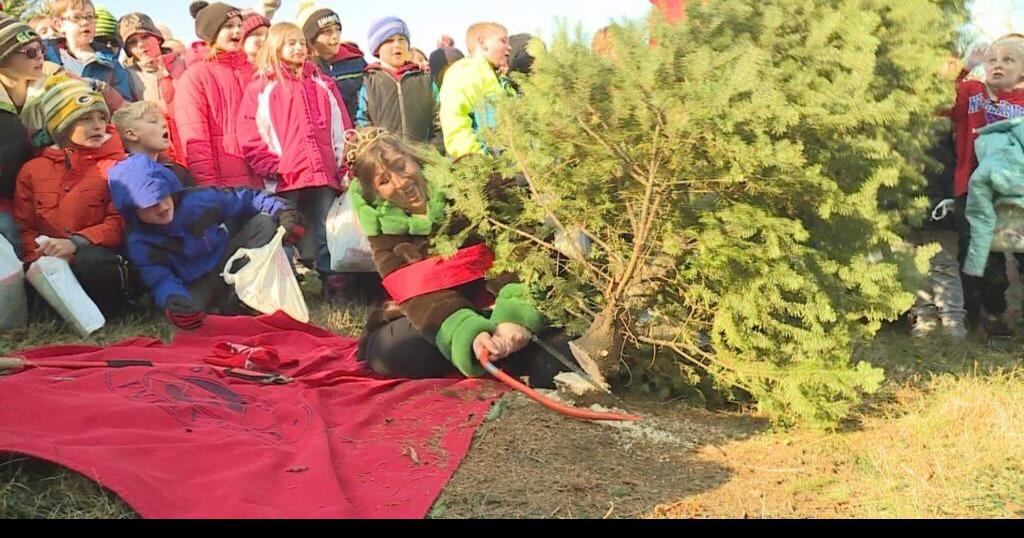 Alice in Dairyland marks start of Christmas tree season Archive