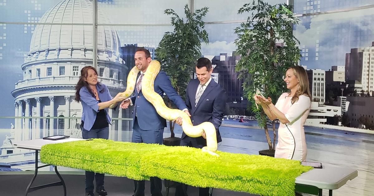Zoozort stops by with Montgomery the Python | News | wkow.com