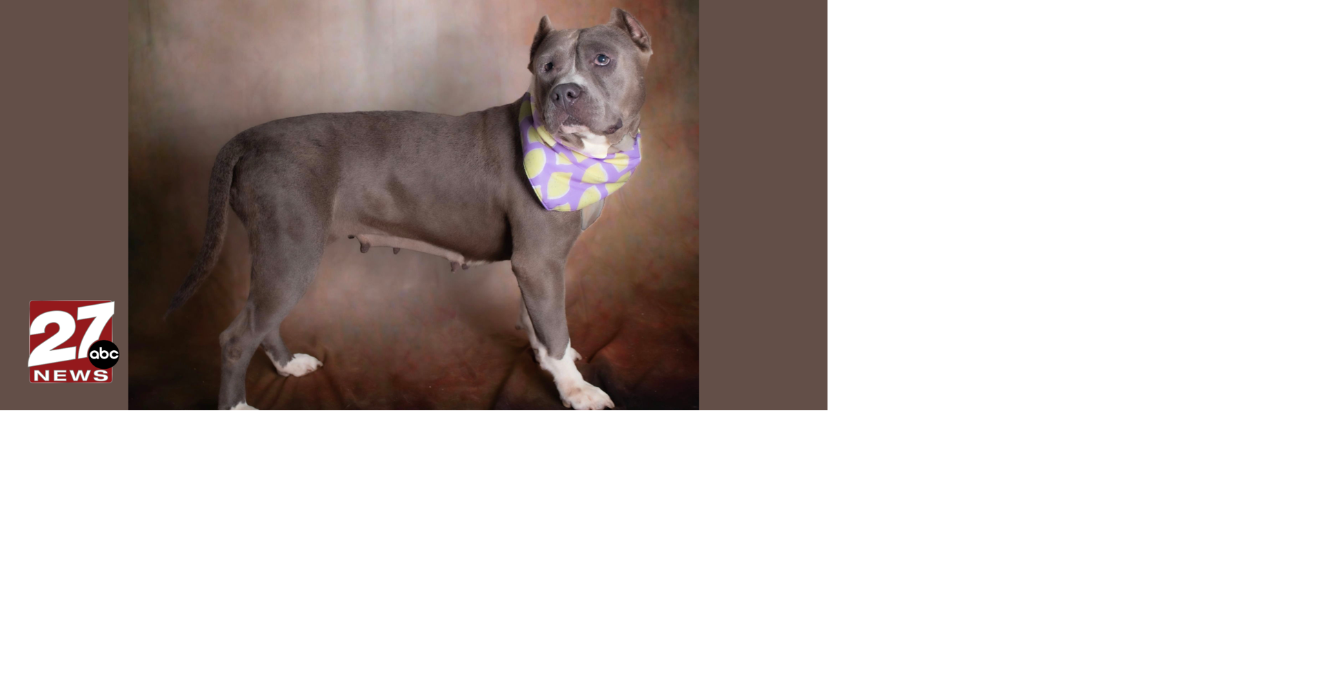 Pet of the Week: Meet Effie! | News | wkow.com