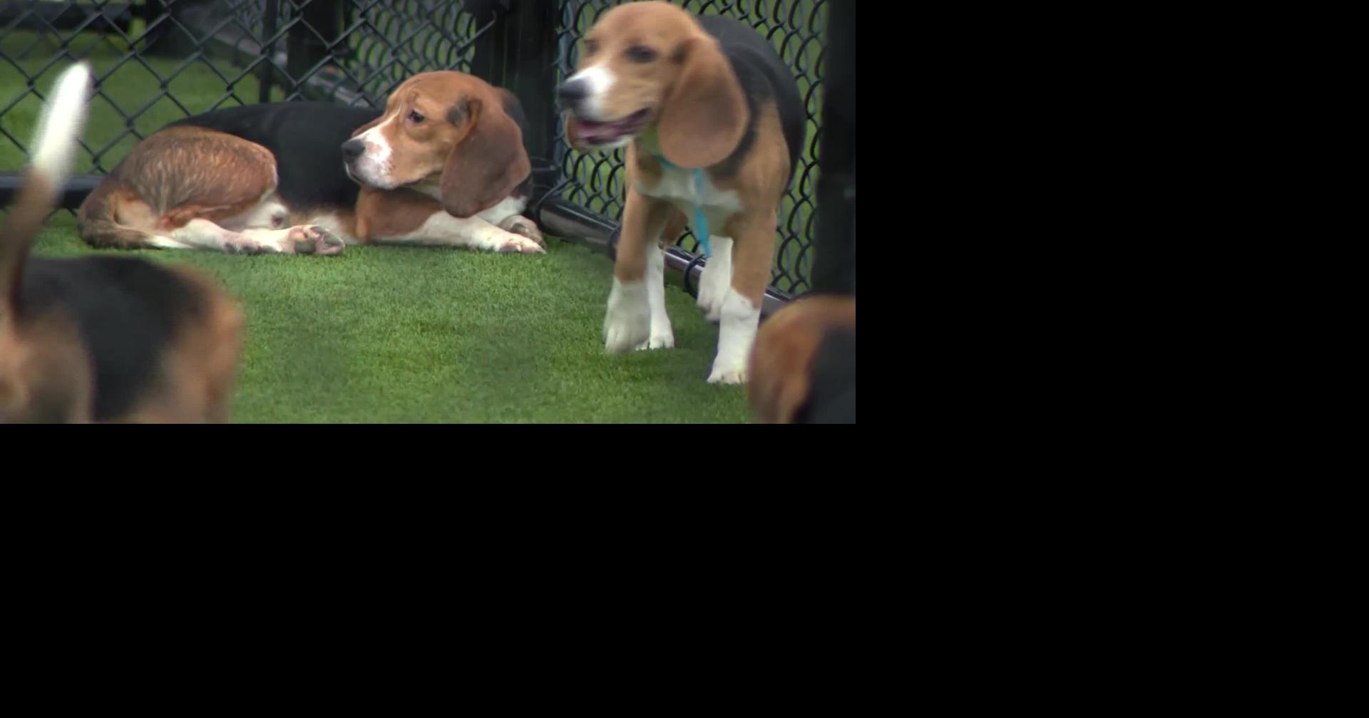 'Learning How to Be Dogs': 1,000 Research Beagles Rescued from Ridglan ...