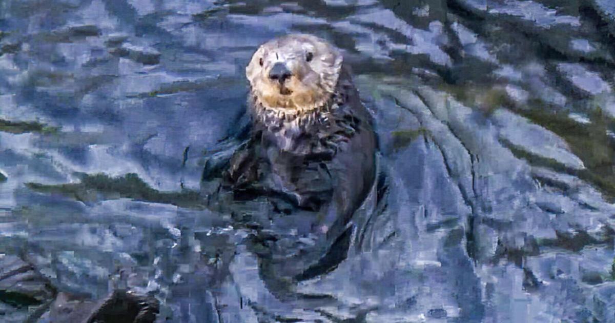 Sea otters could be reintroduced back to San Francisco Bay; not