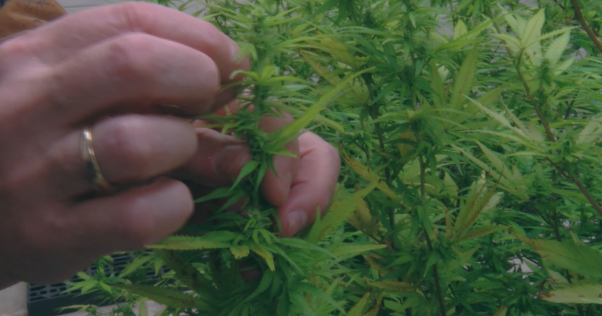 Hemp Tree Mutation UW scientists genetically editing Badger hemp lines with USDA approval ...