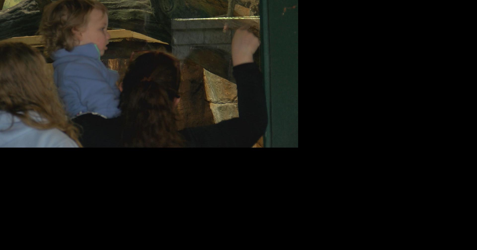 Henry Vilas Zoo reopens Children’s Zoo | Archive | wkow.com