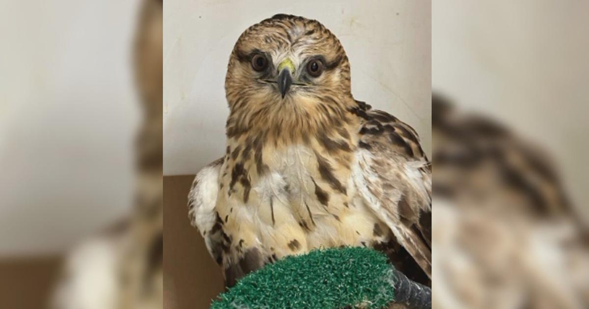 Hawk Helps 12-year-old girl helps rescue rare hawk in Rock County | News | wkow.com