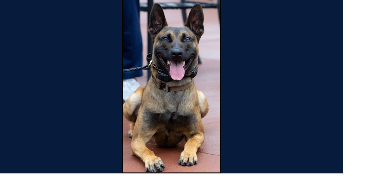 Meet Cash! Support MPD's newest K9 by donating for his protective vest