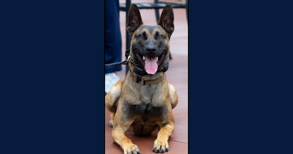 Meet Cash! Support MPD's newest K9 by donating for his protective vest