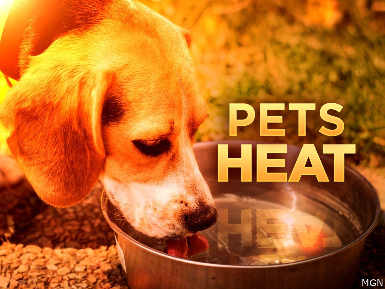do dogs stop eating in hot weather