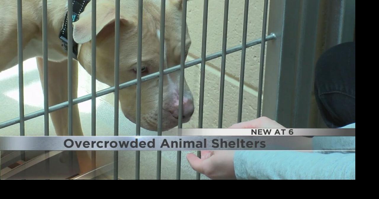 Overcrowded Animal Shelters | Video | wkow.com