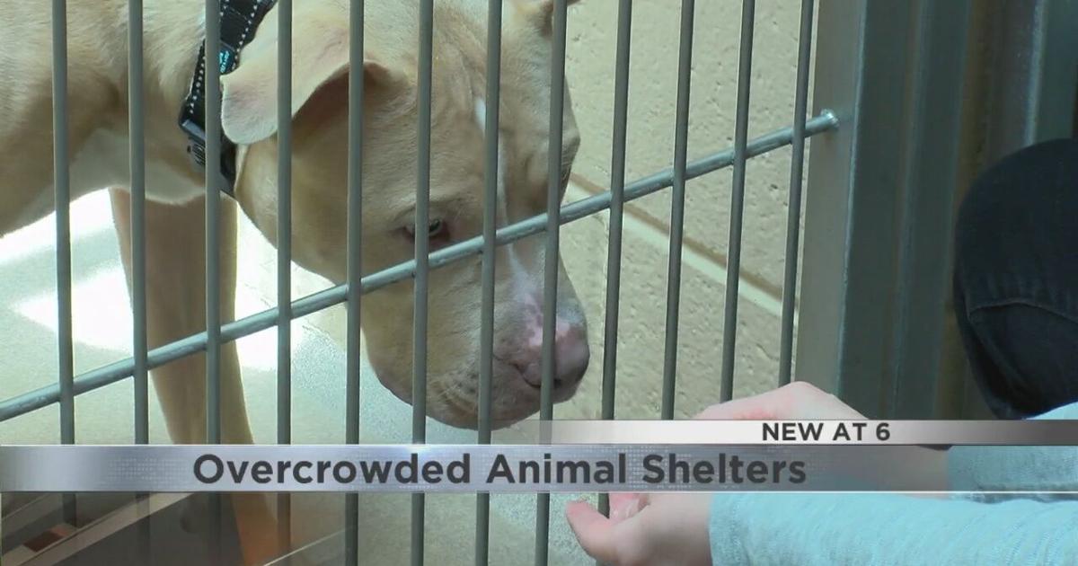 Overcrowded Animal Shelters | Video | wkow.com