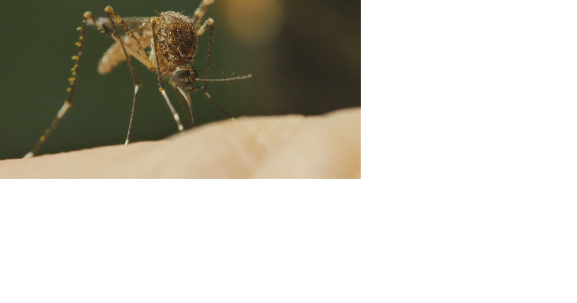 Wisconsin health officials respond to confirmed West Nile deaths | Health