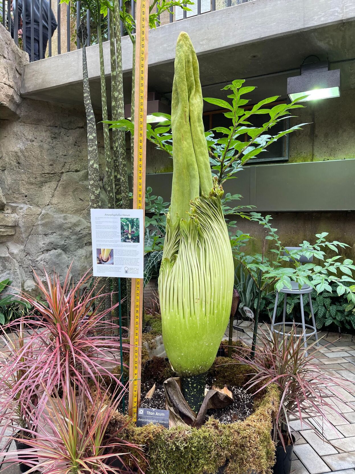5 seeds Corpse flower biggest flower,the Titan arum "Corpse flower"or"Corpse pla 