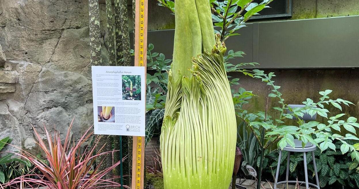Olbrich Gardens corpse flower nears bloom - Vimarsana News