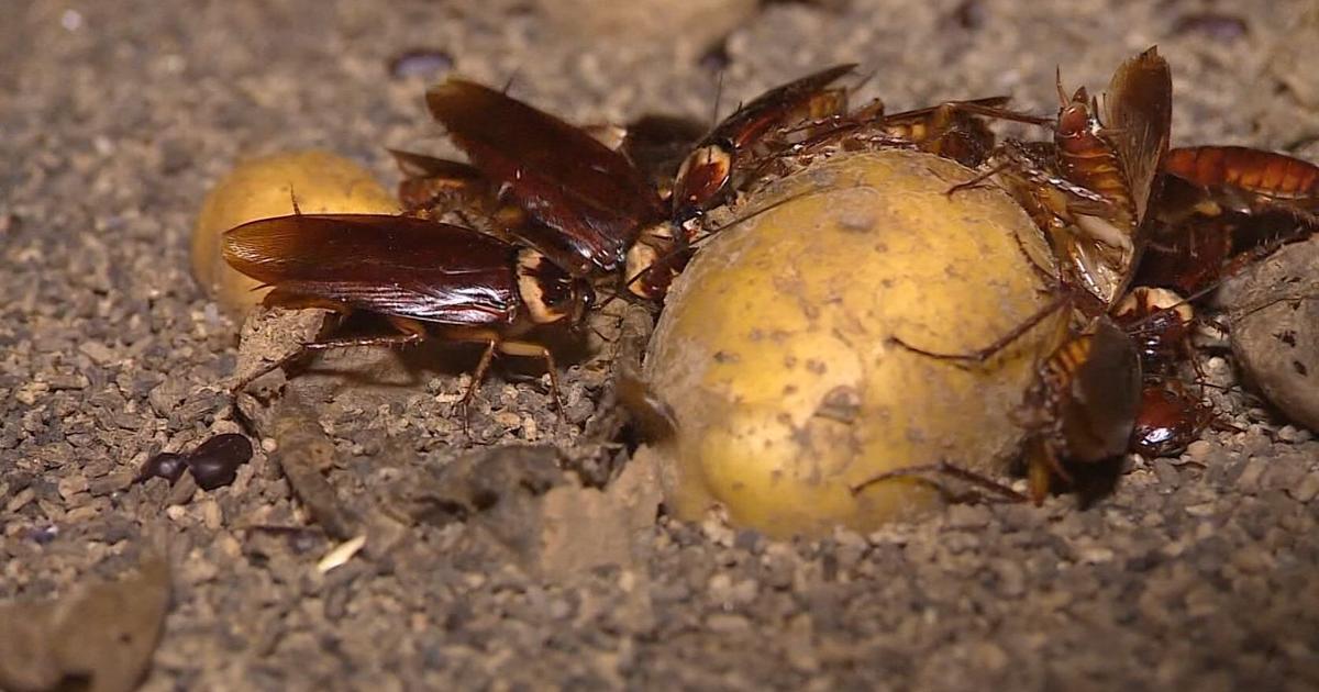Zoo will feed cockroach named after your ex to animals | Wake Up ...