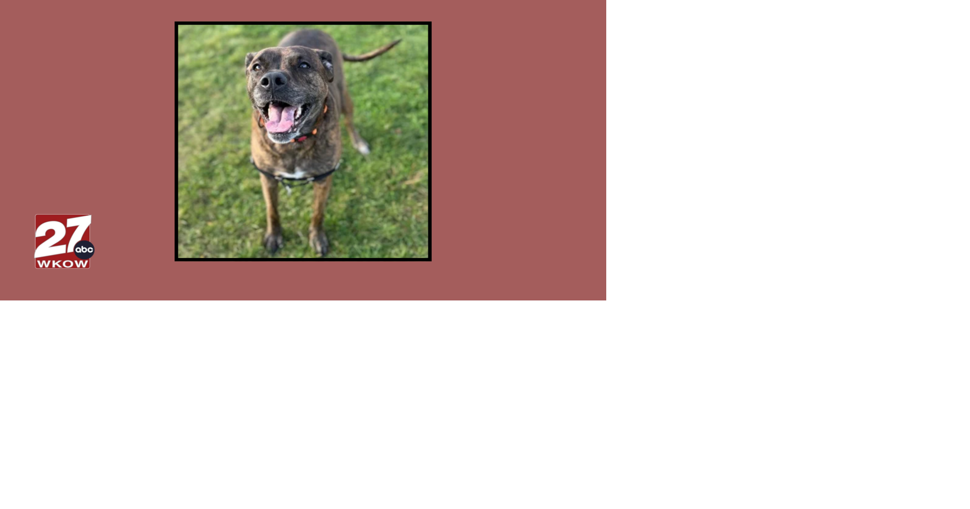 Pet of the Week: Meet Lily!