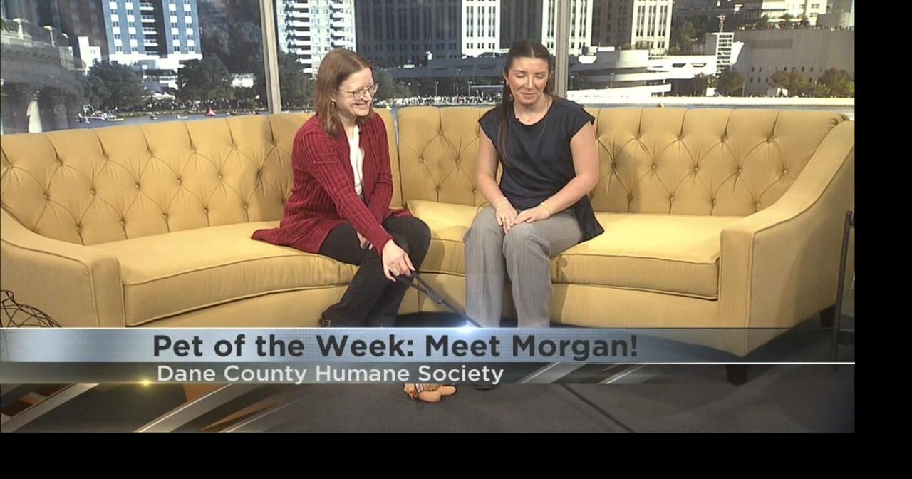 Pet of the Week: Meet Morgan! | Pet of the Week | wkow.com