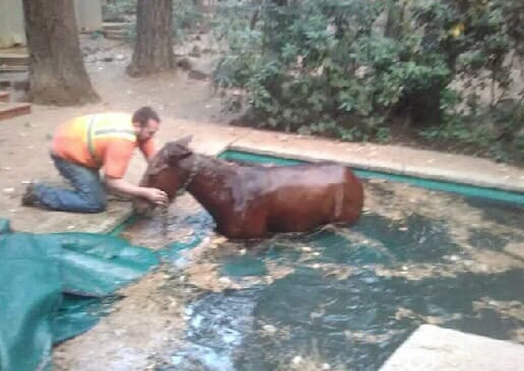 Horse escapes flames, saved from pool in California | National | wkow.com