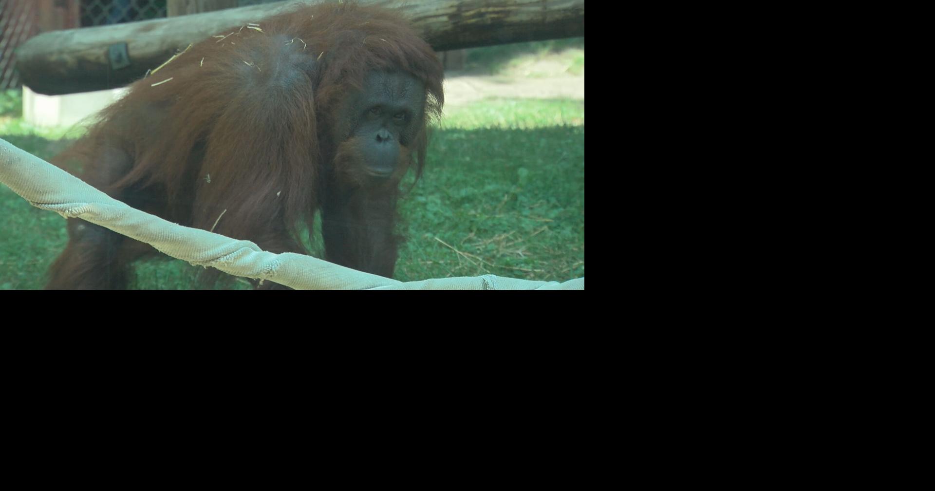 Henry Vilas Zoo celebrates World Orangutan Day | Archive | wkow.com