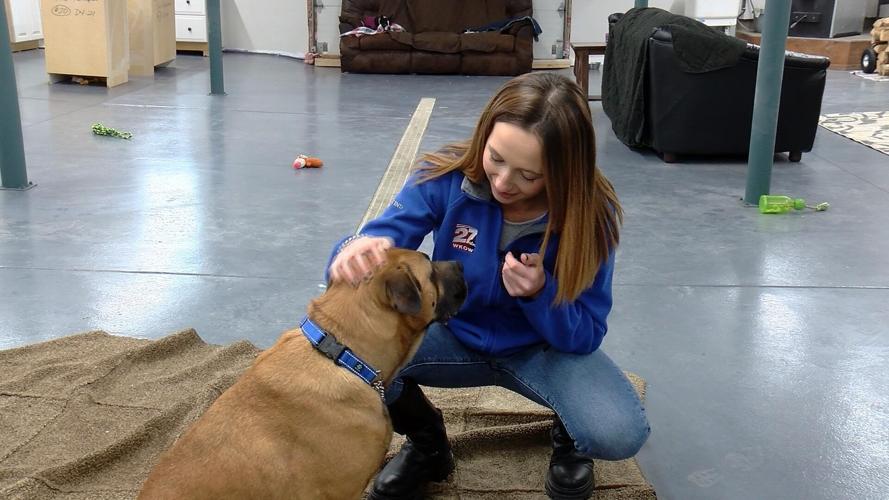 'All they want is to be with you' Baraboo sanctuary rescues senior